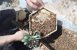 2 bin 500 metre rakımda sahiplendirilen kovanlardaki...