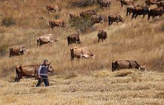 30 bin TL maaşla çoban bulamayınca çözümü nöbetleşmekte...