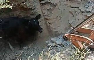 5 metrelik kuyuya düşen inek, kepçeyle kurtarıldı