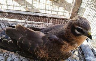 Abdülhamid Han Sondaj Gemisi güvertesine düşen...