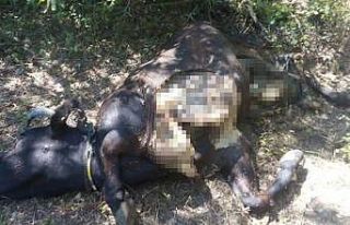 Aç kalan ayı ineği parçaladı