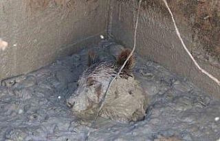 Aç kalan bozayı, ölü tavukların atıldığı...