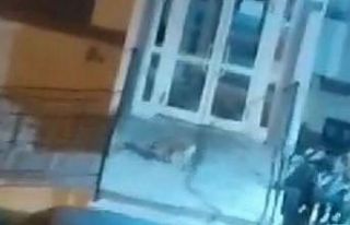 Aç kalan tilkiler yiyecek bulmak için şehre indi