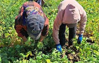 Adilcevaz’da kuru fasulye sökümü başladı