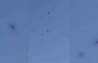 Adıyaman’da kara çaylak sürüsü görüldü