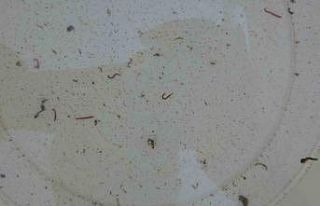 Adıyaman’da musluklardan kurtçuk aktı