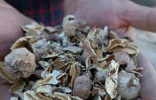 Afyonkarahisar’ın simgesi ‘haşhaş’ta kapsül...