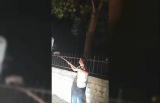 Ağaçtan düşerek demir korkuluklara saplanan sansar...