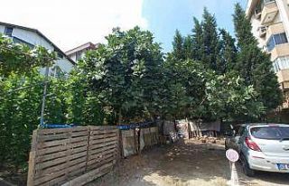 Ağaçtan düştü, kalbine dal parçası saplandı