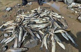 Akarsu ıslahı çalışmasında binlerce balık telef...