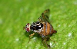 Akdeniz Meyve Sineğine ile mücadele dönemi başladı
