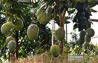 Alanya’da avokado ve mango temalı tropik meyve...