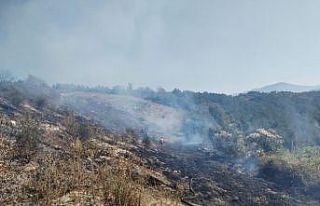Alaplı’da 10 dönüm fındık bahçesi yandı