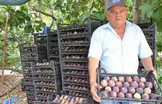 Antalya’da 800 rakımlı köyde incir hasadı başladı