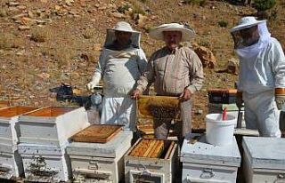 Antalya’da bal rekoltesi düştü, kilogramı 800...