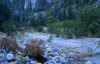 Antalya’da yaban keçi ailesi su içerken fotokapanla...
