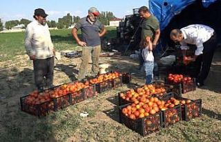 Antalya’nın ihraç domatesi Erciş’te hayat buldu