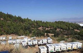 Arı kuşları 25 kovanı telef etti
