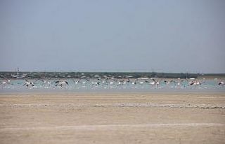 Arin Gölü’nün renkli misafirleri çevredeki vatandaşların...