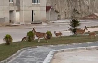 Artvin’de dağ keçilerinin keyifli halleri görüntülendi