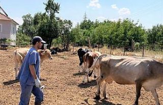 Aşılama kampanyası ilçelerde devam ediyor