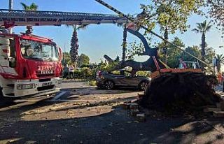 Asırlık çınar ağacı aracın üzerine devrildi