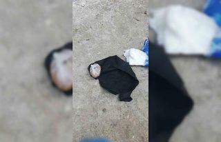 Asma sundurması içinde bonzai ticareti