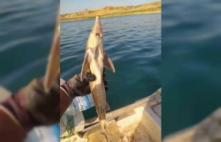 Atatürk Barajında ilk kez Mersin Balığı görüldü