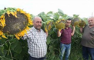 Ay çekirdeği çiftçinin yüzünü güldürecek