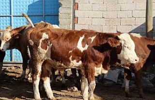 Ay-yıldızlı Çınar Tosun sahibinin gözdesi