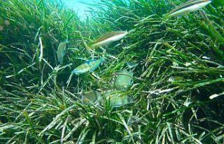 Aydın’da deniz çayırlarına dikkat çekildi