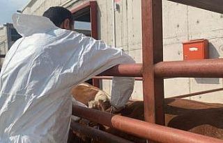 Aydın’da şap aşılama takvimi başladı