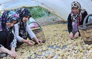 Aydın’ın altın meyvesi incirin bahçeden sofraya...