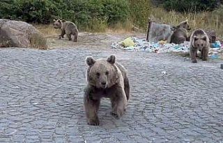 Ayıların saldırganlıklarına aldırış etmeden,...