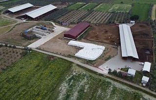 Bakan Yumaklı: “Damızlık düve yetiştiriciliği...