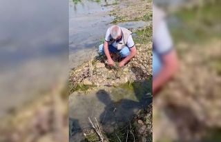Balıkçı ağına takılan Fırat kaplumbağası...