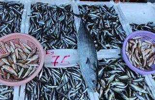 Balıkçı tezgâhları hamsi ile bereketlendi, palamut...