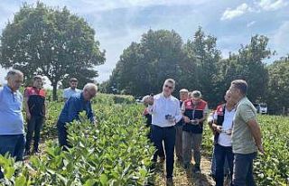 Balya’da aronya hasadı başladı