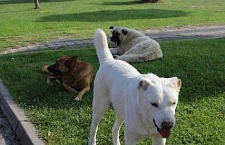 Başıboş köpek sorunu mahalle halkını isyan ettirdi