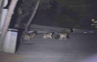 Başıboş köpeklerin ayıya saldırdığı anlar...