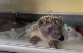 Bebek kirpiler koruma altında