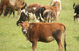 Beyşehir’deki tüm büyükbaş hayvanlar aşılanacak