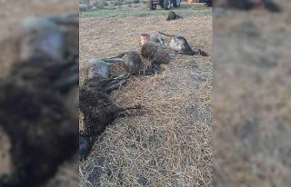 Biga’da bir ahırda çıkan yangında 90 küçükbaş...