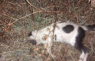 Biga’da kedi ve köpeklerin zehirlendiği iddiası