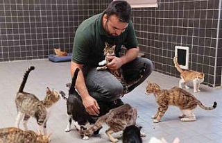 Bin 560 sokak hayvanının bakımı yapıldı, 196’sı...