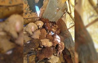 Bingöl’de ahıra giren kurtlar, 50 koyunu telef...