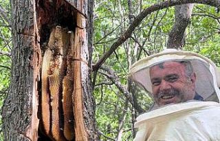 Bingöl’de ’Bal avcıları’ arı takibi yaparak...