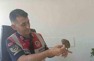 Bingöl’de bitkin halde bulunan kukumav kuşu tedavisinin...