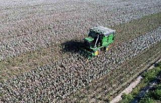 Bir zamanların pamuk diyarı artık tropikal ürünlerle...