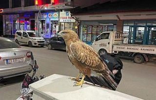 Bitkin halde bulunan şahin doğaya salındı